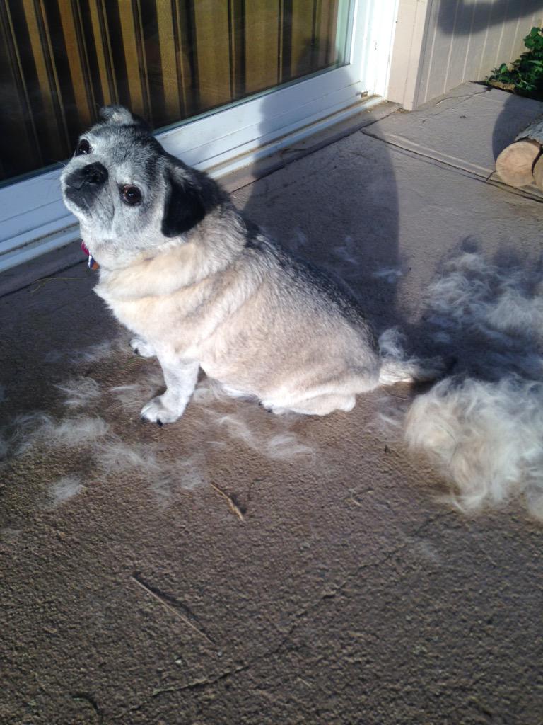 CooperNBonnie's tweet image. One more shameless plug for my calendar voting ohiopugrescue.com vote for Cinnamon #pugchat