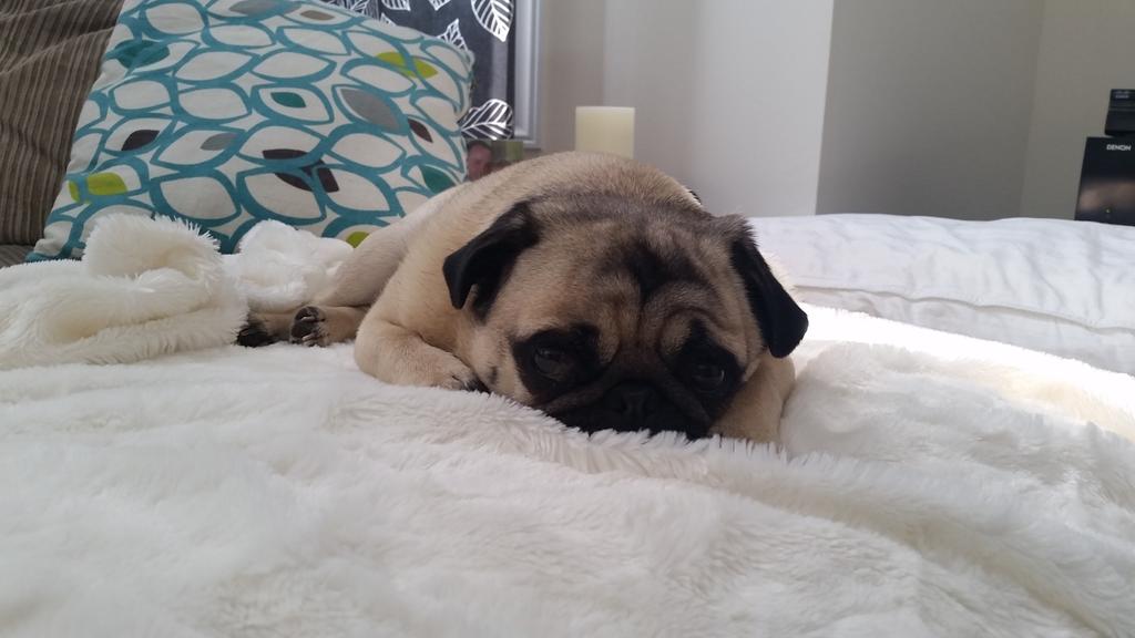 MookiePug's tweet image. Now I'm sad that #pugchat is almost over. :(