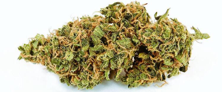 strainsofloud's tweet photo. og lemon kush. http://t.co/r6mkHBduzf