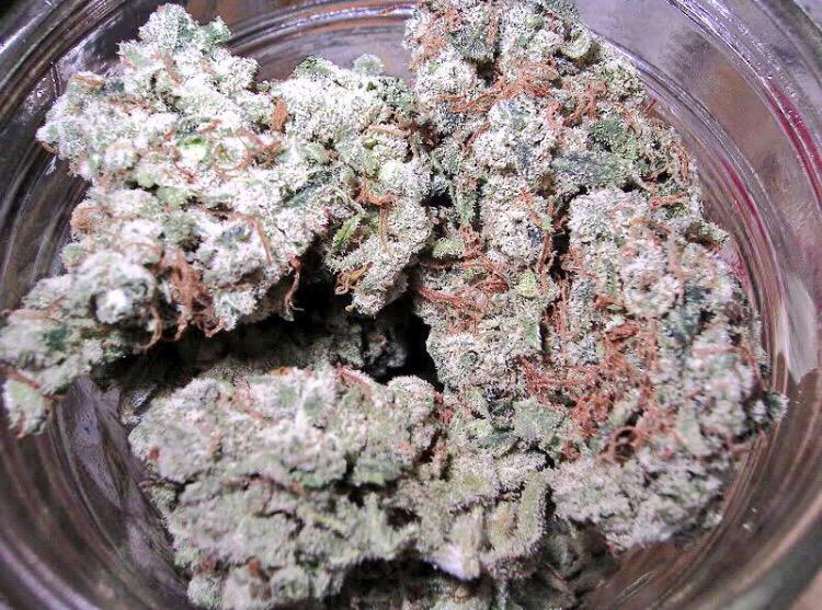 strainsofloud's tweet photo. alien dawg. http://t.co/gTVCIMBfsu