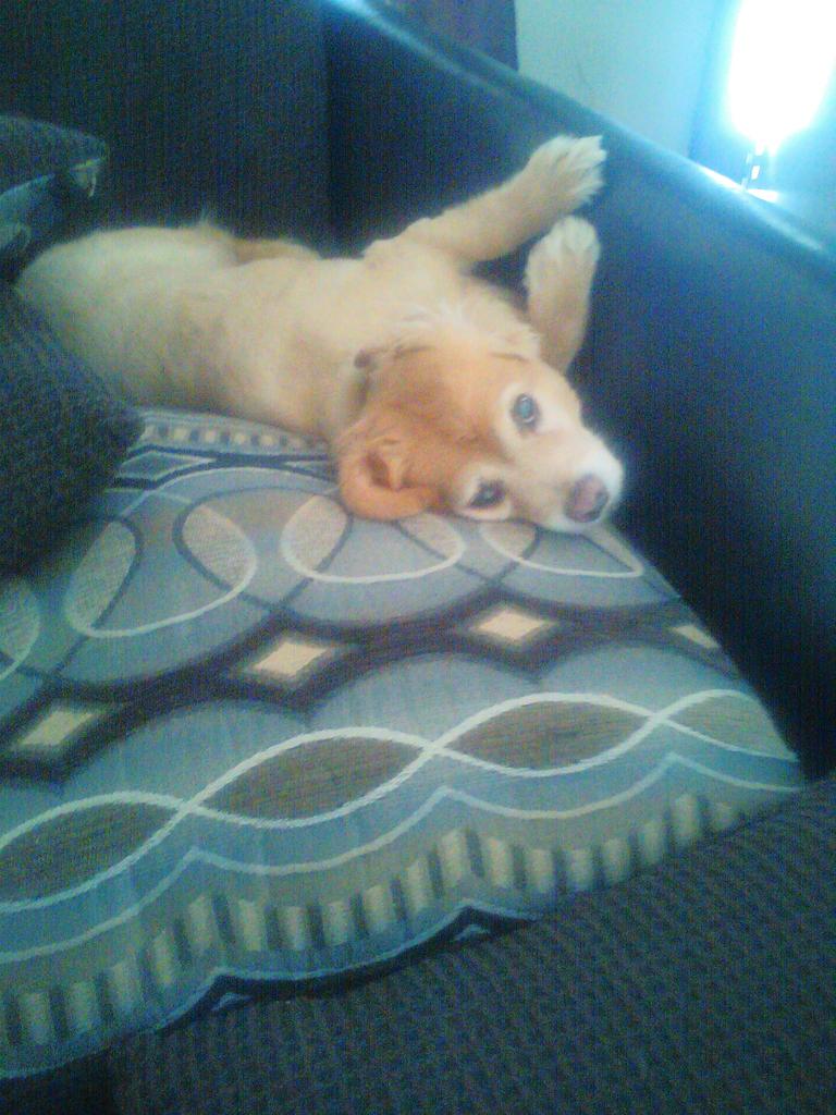 skighsrain's tweet image. He had a rough day at work.
#SpoiledDogLife