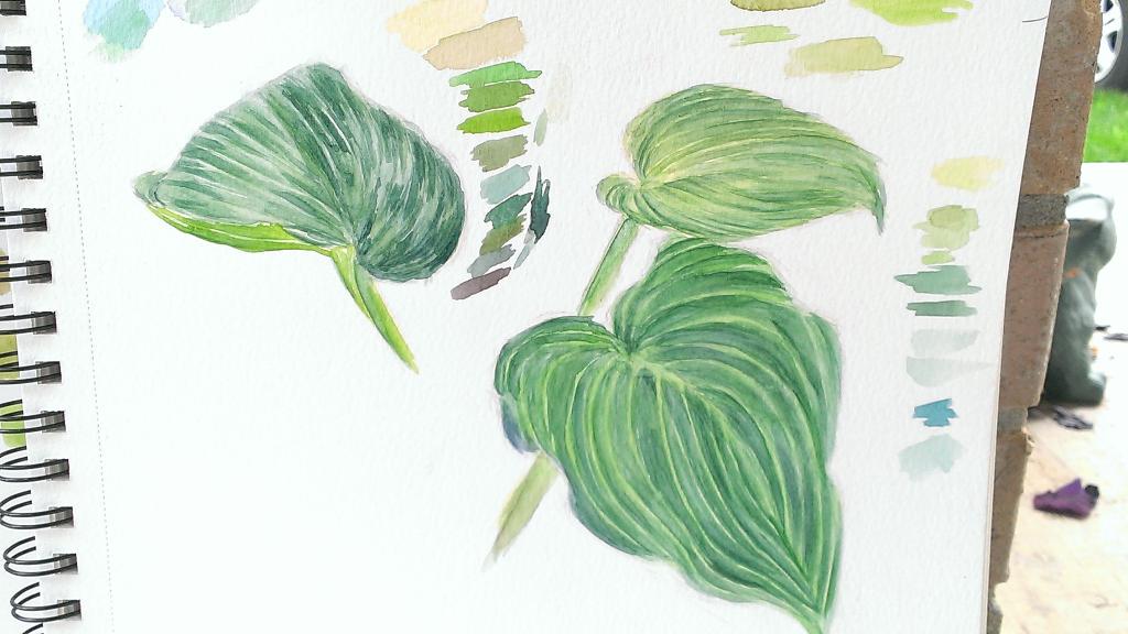 AMcLeod_Art's tweet photo. Practicing watercolors this mornin w/ some hosta leaves in the garden. http://t.co/RXtMWko1f4