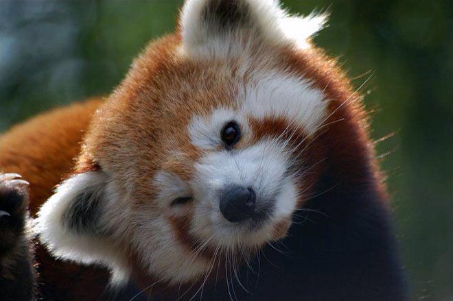 ImagesAndWords7's tweet photo. @SnowsLifeTales I think I was a red panda in a past life. This is what I think I look like all the time. http://t.co/NXdL9mQ7p6