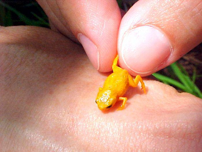 canalazul24's tweet photo. Descubren siete especies de #RanaEnMiniatura en #Brasil → http://t.co/8UeiHu3xVc http://t.co/aRZVvNLUog
