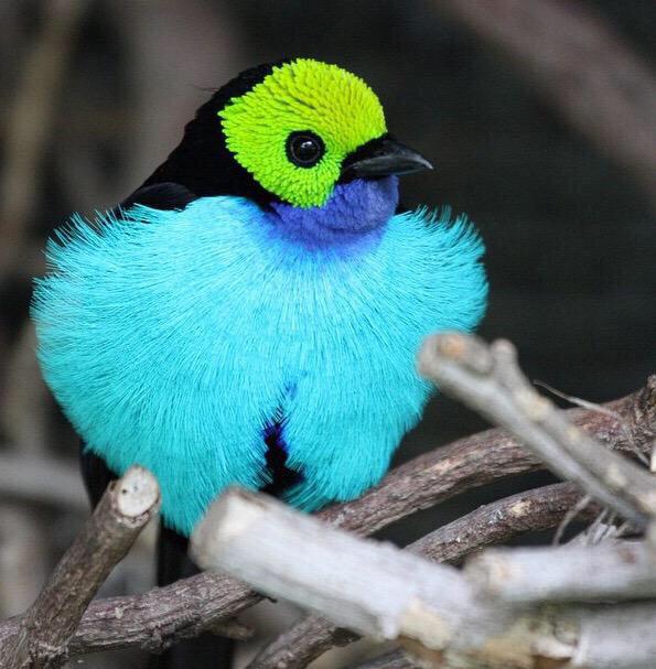 يُسمى هذا الطائر 'تناجرا' والمعنى 'طائر الجنة' وبسِحر وجمال ألوانه تُصيبك الدهشة سبحان خالقه ، فكيف هي طيور الجنه ؟