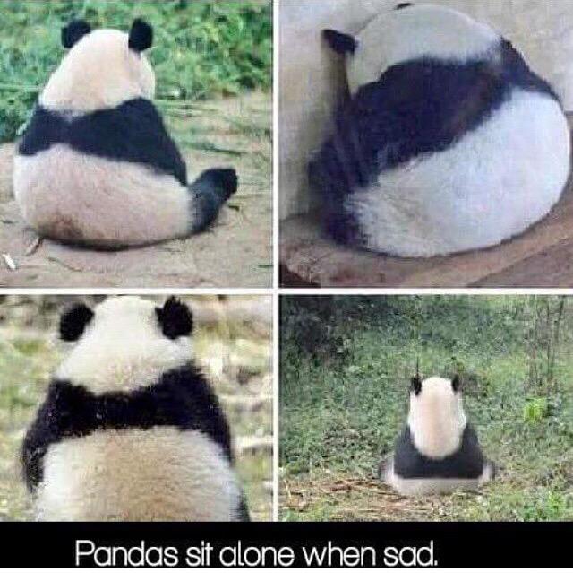 Panda's sit when they are sad.