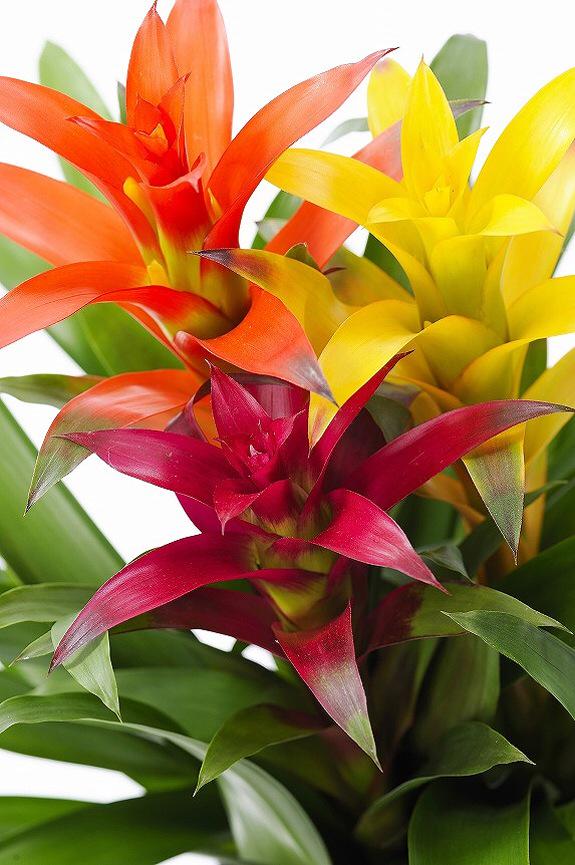 flower2bot's tweet photo. グズマニア
1月18日の誕生花
花言葉:完璧
https://t.co/YzuRXQ8TWN https://t.co/goGddOU3F2