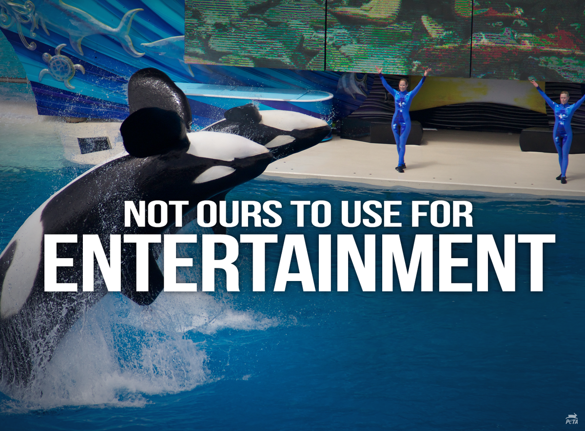 peta's tweet photo. They are thinking, feeling, intelligent beings, not "attractions"! #BoycottSeaWorld http://t.co/NaoMzaBziU