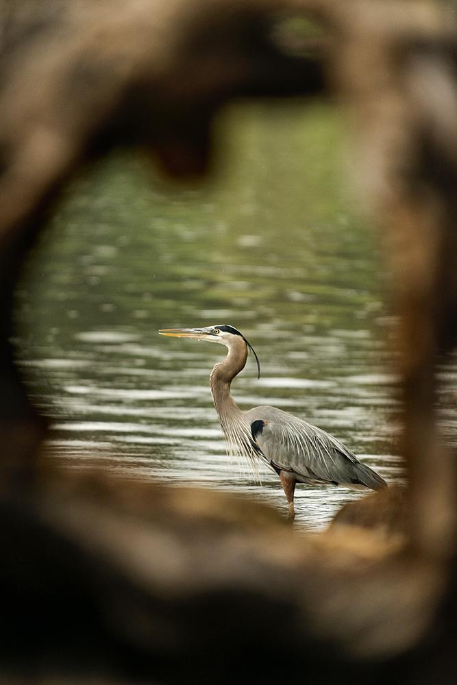 memorybox_photo's tweet photo. #blueheron #heron #memorybox #memoryboxstudio #photo #lakecrabtree #morrisiville #NC #Raleigh #calm #peace #nature http://t.co/z9MnHKR8lk