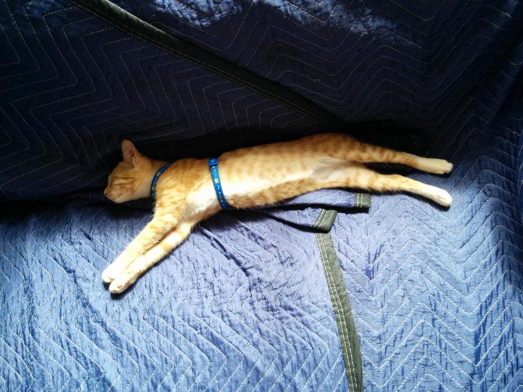 SherKhanMeow's tweet photo. International Yoga day was last Sunday? Really? Anyway, ZZZZ.... http://t.co/XxjyHqGZX4