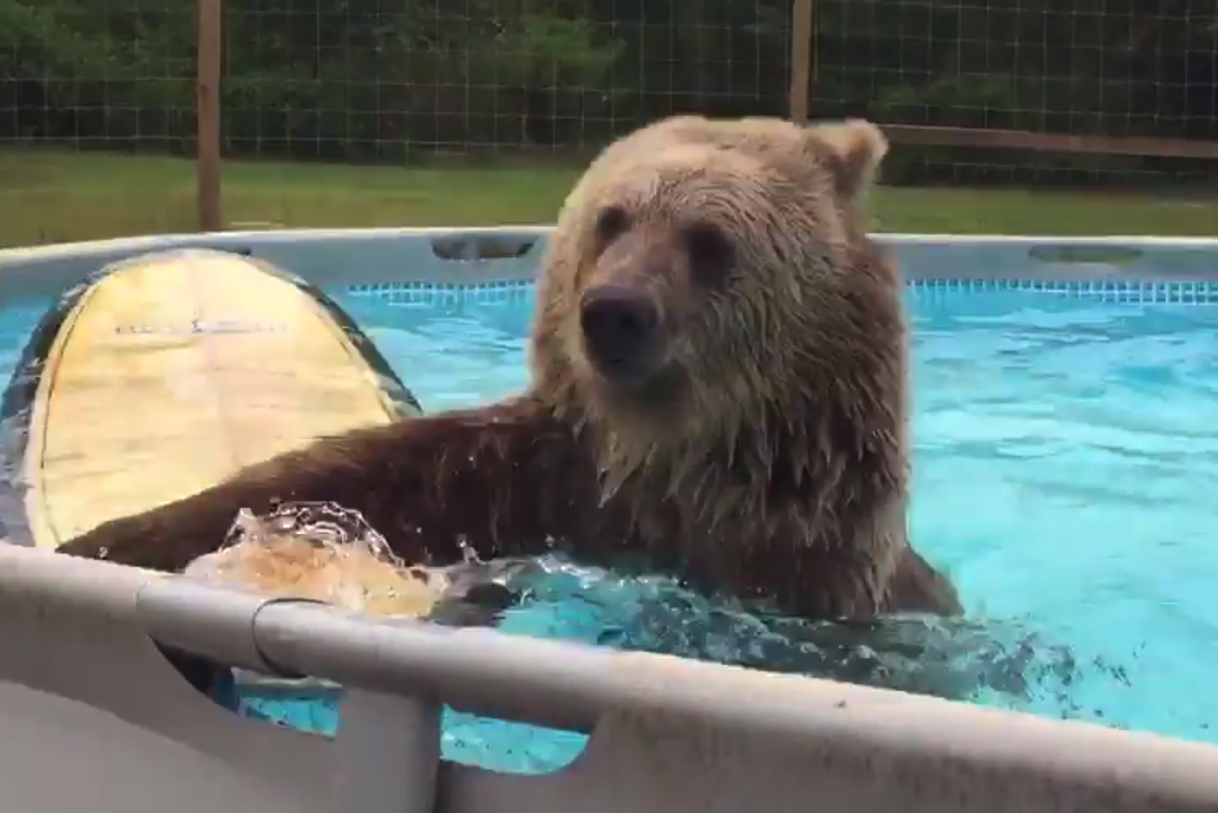 This swimming grizzly bear is acing summertime on.mash.to/1IzXDa9