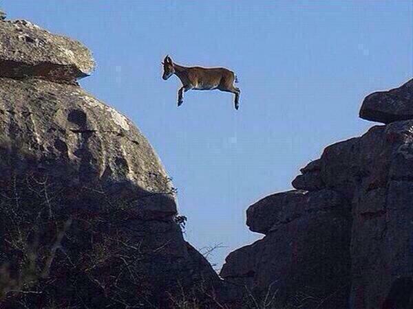 CauseWereGuys's tweet photo. Whatever floats your goat http://t.co/HQQ3azSF8D