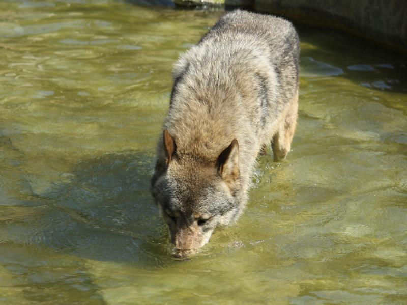 オオカミはどうやって水を飲む Togetter オオカミはどうやって水を飲む Togetter