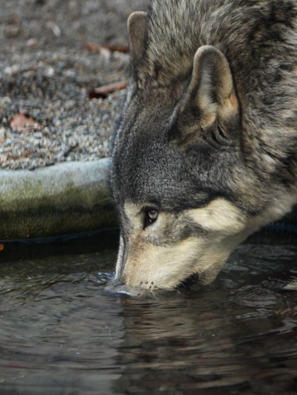 オオカミはどうやって水を飲む Togetter オオカミはどうやって水を飲む Togetter