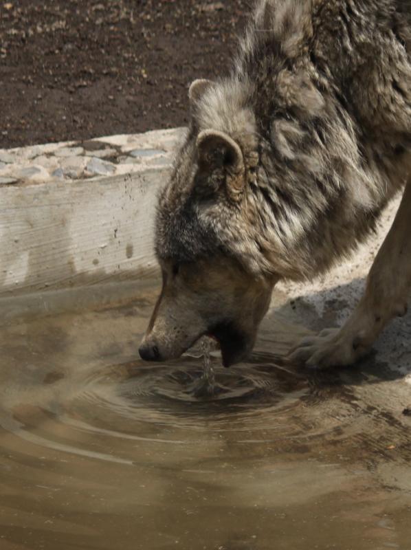 オオカミはどうやって水を飲む Togetter オオカミはどうやって水を飲む Togetter