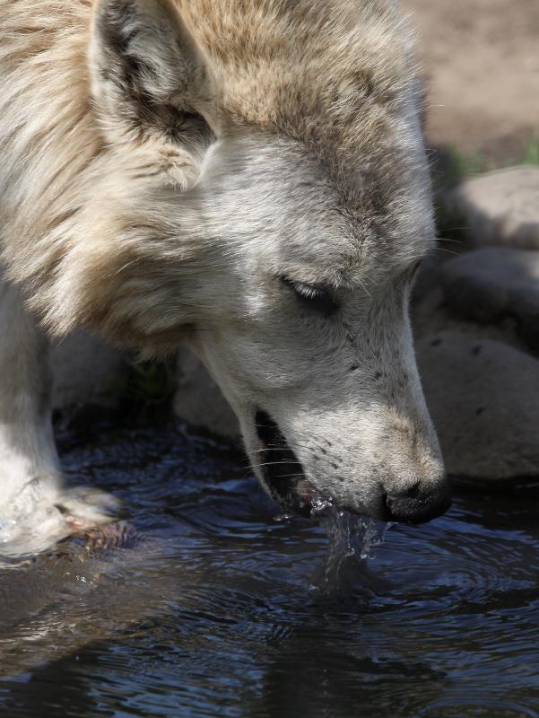 オオカミはどうやって水を飲む Togetter オオカミはどうやって水を飲む Togetter