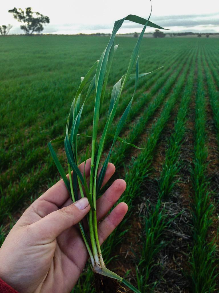 sammymitchell27's tweet image. Scout wheat going gangbusters after last weeks rain! Green is increasing becoming my favourite colour #paddockpride