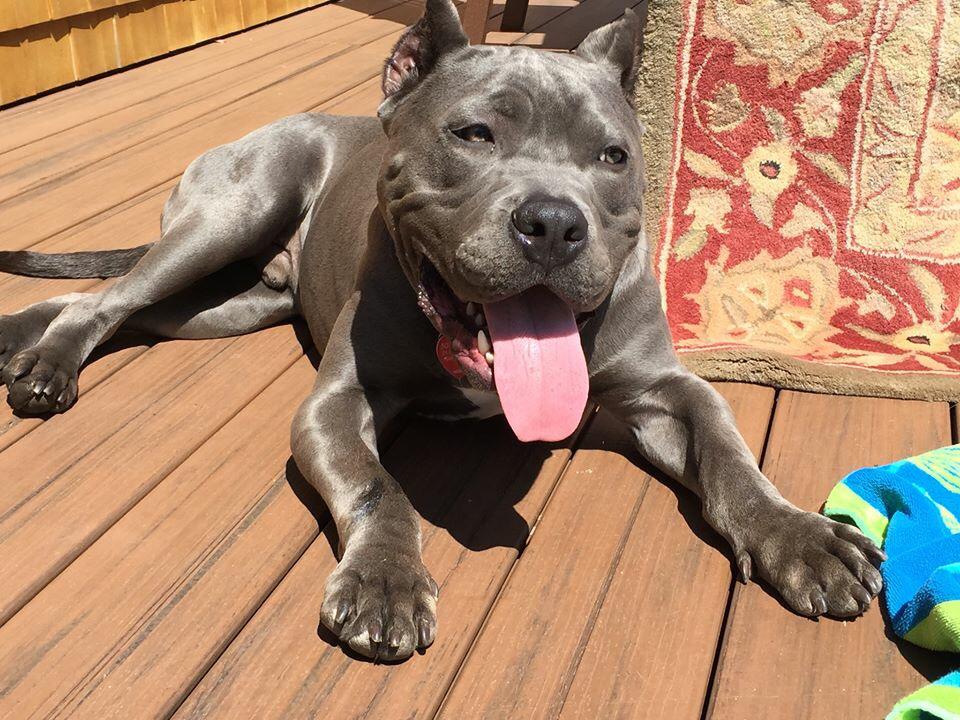 StopNYCacc's tweet photo. @BilldeBlasio AFTER @NYCACC #ProjectLandis #stopNYCacc #NoKillNow http://t.co/17CzuWoklJ