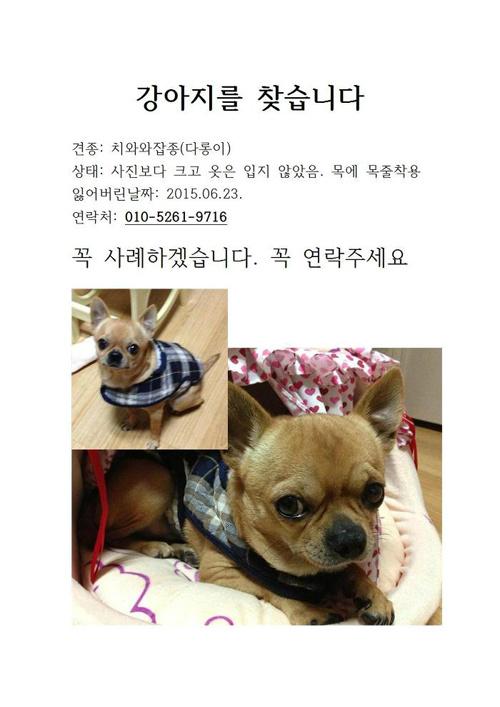 FromCareKorea's tweet photo. 서울 동대문구에서 실종된 '다롱이'를 찾습니다. http://t.co/UyVLiRLrk8