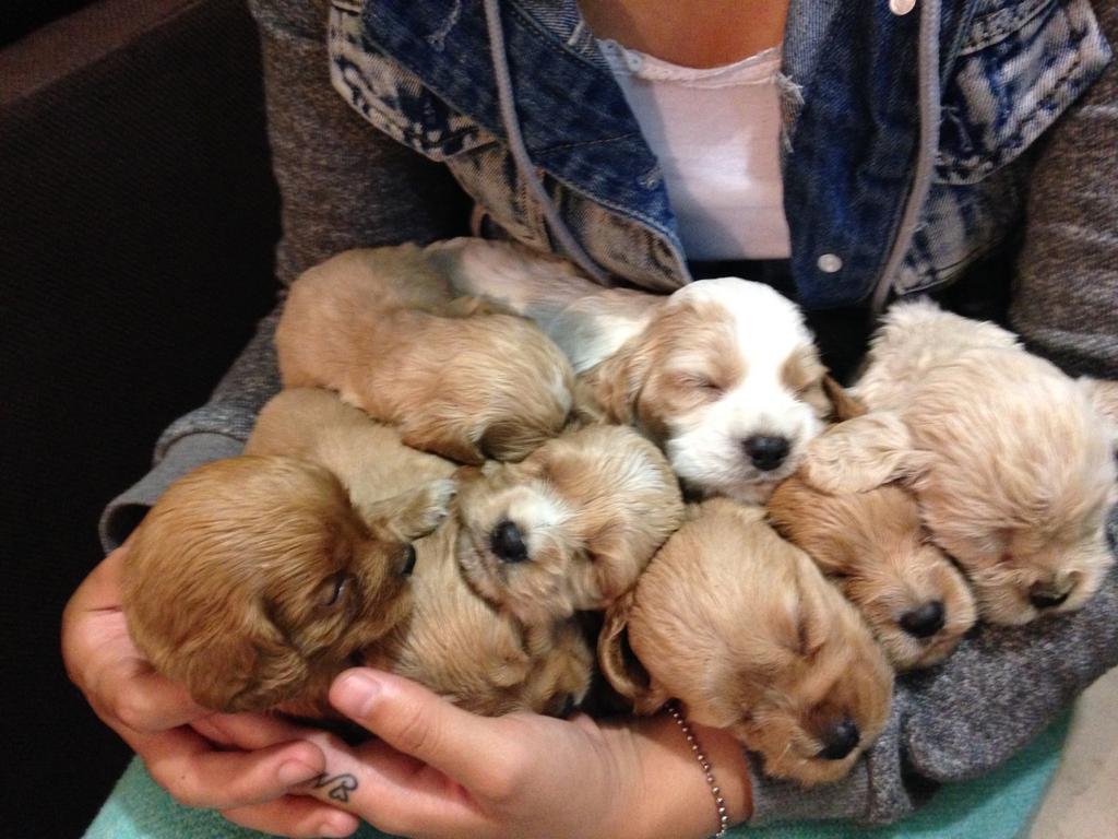 AnitabdDiaz's tweet photo. #YoAmoLosAnimales y defiendo sus derechos #MaskotaMaltrataAnimales #CloseForever π http://t.co/zqwBPfq7au