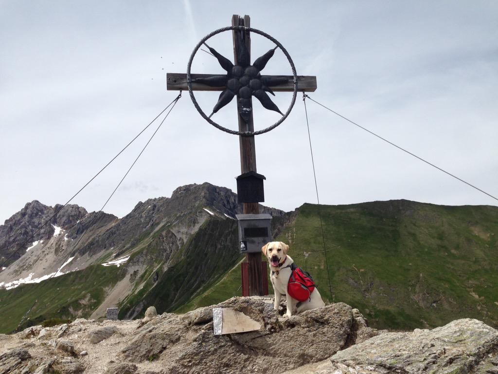 keeperlabrador's tweet photo. Made it!!! First #gipfelkreuz ever, #proud #Grubelspitze #zillertal #eggalm @ruffwear http://t.co/kMhA1fNpWo