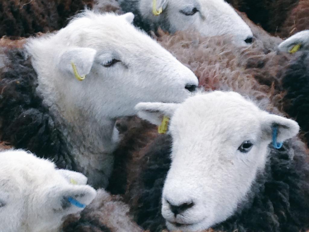 herdyshepherd1's tweet image. These are the last daughters of the best tip I ever had... And I think they are beautiful. The future of my flock.