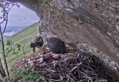 Managed to catch the adult landing on the nest earlier. No food this time but yesterday's deer is still there.
