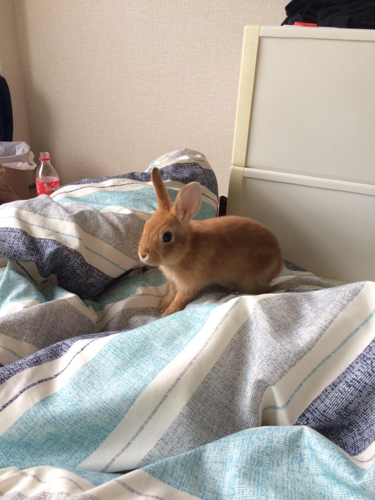 Qumuni's tweet photo. てとてとてとてと🐾、、ひょい🐰💓 http://t.co/Pkf8pZzbWO