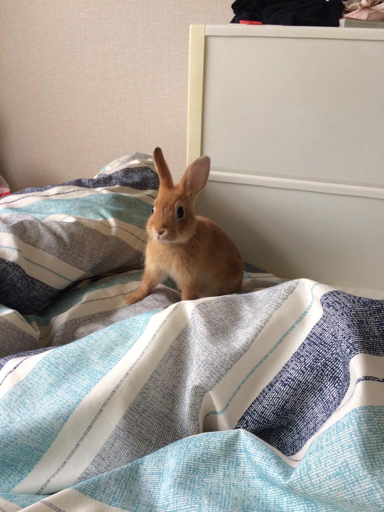 Qumuni's tweet photo. てとてとてとてと🐾、、ひょい🐰💓 http://t.co/Pkf8pZzbWO