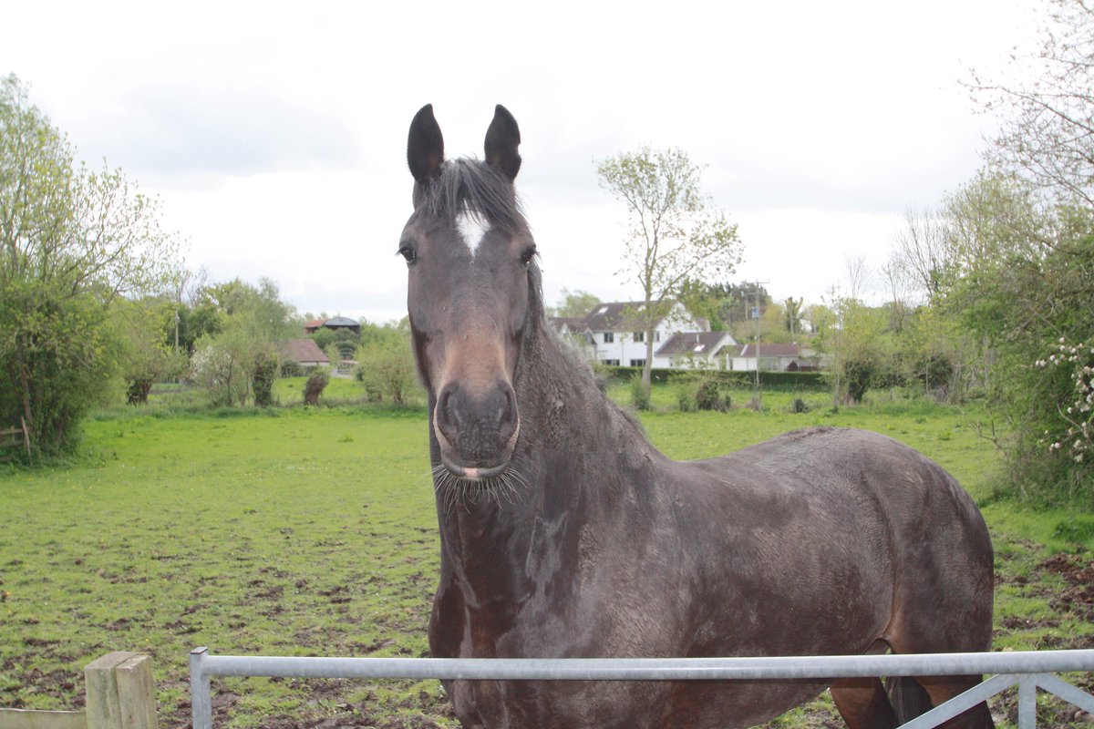 RodgersEstates's tweet image. Cottage #ForSale  #Somerset #Equine #stables  #annexe  click here for more info: tinyurl.com/p6w3dhu