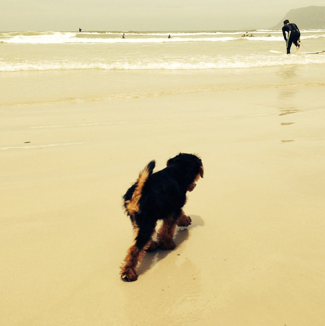 DoggyDoSA's tweet photo. Bennett on the beach #tbt #dogsofTwitter #DoggyDo http://t.co/WZP5REFpRr