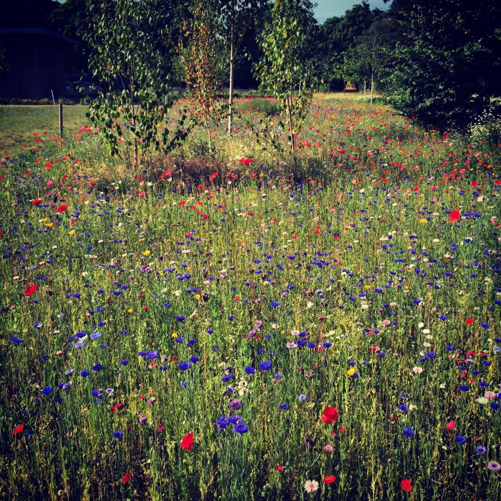 SarahTripper's tweet photo. Beautiful colours this morning for @Tearfund staff conference #TFFF http://t.co/z51o7BtTHq