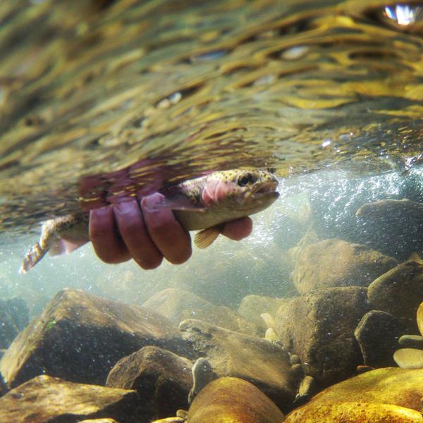 MaximumCatch's tweet photo. Today's Thursday, but we throw 'em back everyday. #Throwbackthursday #Catchandrelease http://t.co/gdxpGwEpnL