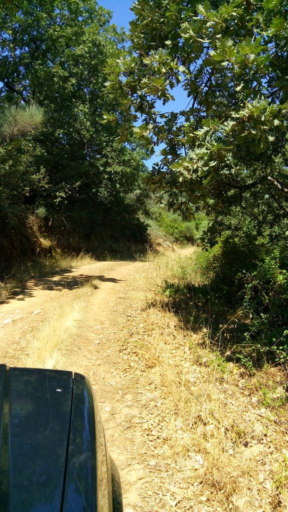 toroshervas's tweet photo. Seguimos por las rutas del toro bravo! Hoy entre olivares! Gran mañana d trabajo con @pedropinedablan @_ivansanchez_ http://t.co/kGup0Z1d52