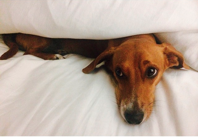 It’s important to balance your ads with engaging content on #SocialMedia ~ #cutedog ~ #eCommerce #SocialMediaCommerce