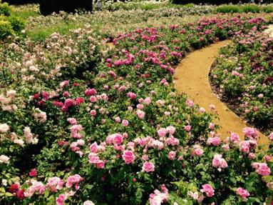 Awesome display of roses today all in bloom at #savillgarden @WindsorGtPark