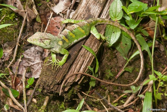 naturescapesnet's tweet image. Ignore the bears and the butterflies this weekend, and instead try #HerpPhotography: ow.ly/Oxvpz