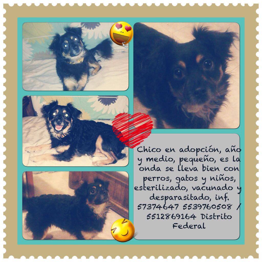 Perlacocone's tweet photo. Hola me ayudan con un RT grax Chico en #adopción http://t.co/UYZXrMD9zu @Adoptamex @AnimaliaAdopta @ADOPTA911 @AdopcionesEnDF @adopta1can