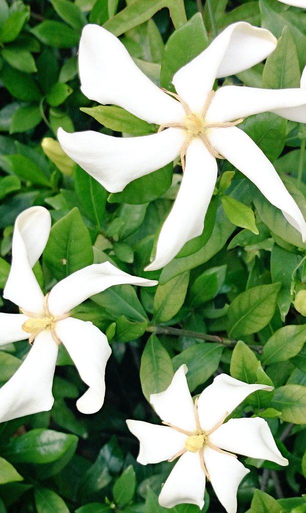 クチナシ セコム広報です 6 7月に白い花といい匂いで楽しませてくれるのがクチナシ 学名に ジャスミンのような の意味があり 強い芳香の存在感で花 を見るとつい匂いを嗅ぎにいきます 花言葉は 幸せを運ぶ だから惹かれるのですかね セコム Scoopnest クチナシ セコム広報です 6 7月に白い花といい匂いで楽しませてくれるのがクチナシ 学名に ジャスミンのような の意味があり 強い芳香の存在感で花 を見るとつい匂いを嗅ぎにいきます 花言葉は 幸せを運ぶ だから惹かれるのですかね セコム Scoopnest