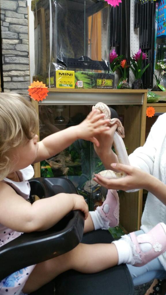 xo_KellyLJ's tweet image. Brave Girl 😍 #snake #babypython