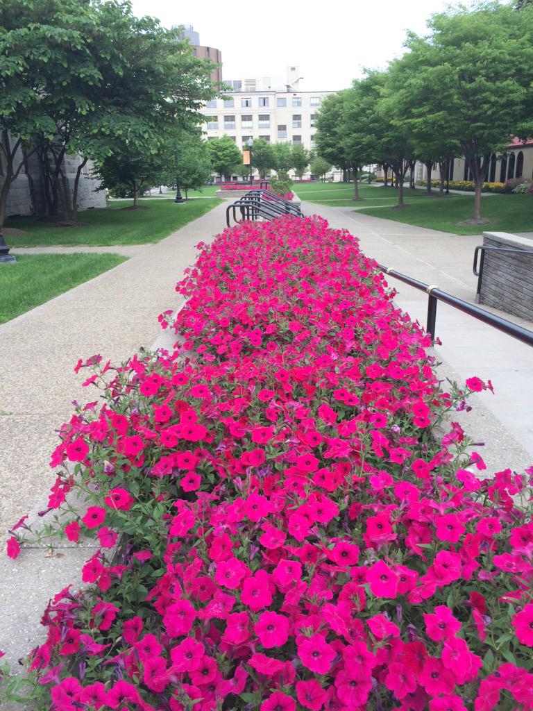 daphers101's tweet image. Summertime looks good on Canisius #NJSLC2015 #NJSLCday2