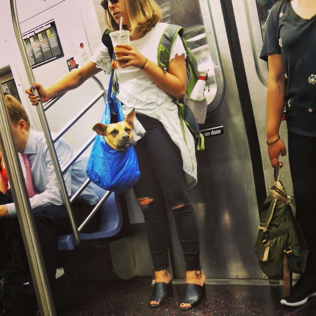 Nycの地下鉄 バッグに入ってない 大型 犬連れ込み禁止 ニューヨーカー Ok 入ればいいんだな Togetter Nycの地下鉄 バッグに入ってない 大型 犬連れ込み禁止 ニューヨーカー Ok 入ればいいんだな Togetter