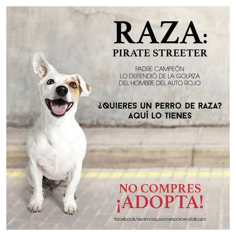 3awspain's tweet photo. Bonita campaña perruna que trata de concienciar de la importancia de la #adopción antes de comprar por moda #animales http://t.co/R5hMRGmokP