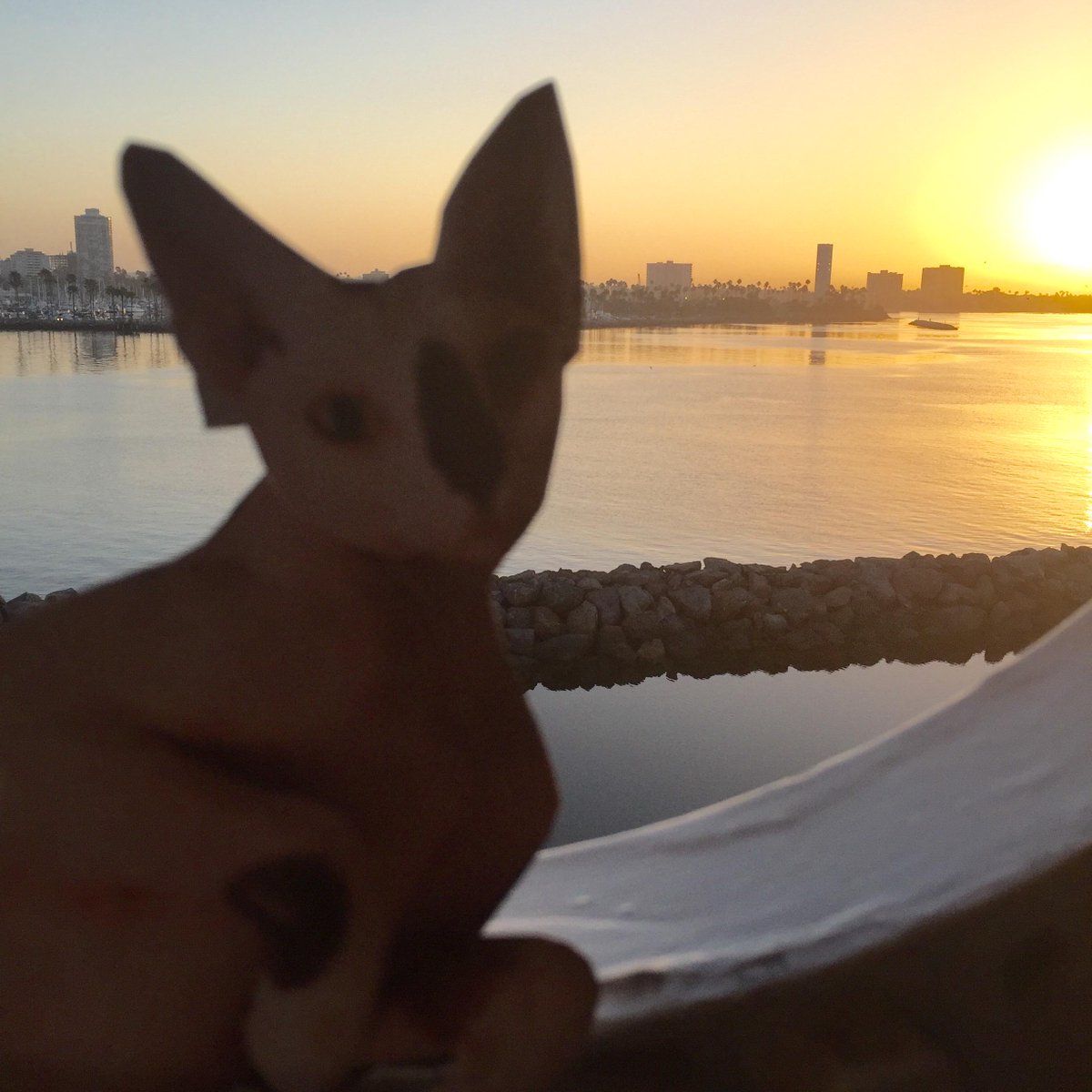 TravelingTally's tweet photo. Why am I awake this early...? #catproblems http://t.co/z0BbbVn0b4
