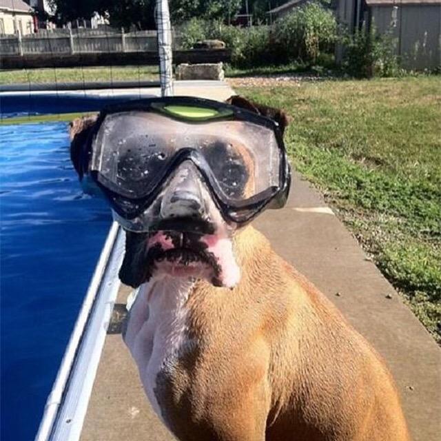 Nataliatali92's tweet photo. "Esa pelota la encuentro aunque me mate"... #boxerdog #razaboxer http://t.co/FSMDHC4fFb" jjajaja