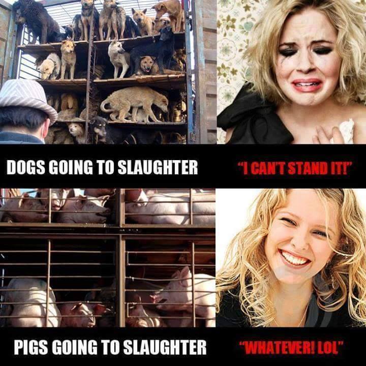 quasar119's tweet image. #Logicproblems #veganism #vegetarianism #vegetarian #animalrights #dogs #AnimalRights #Humans