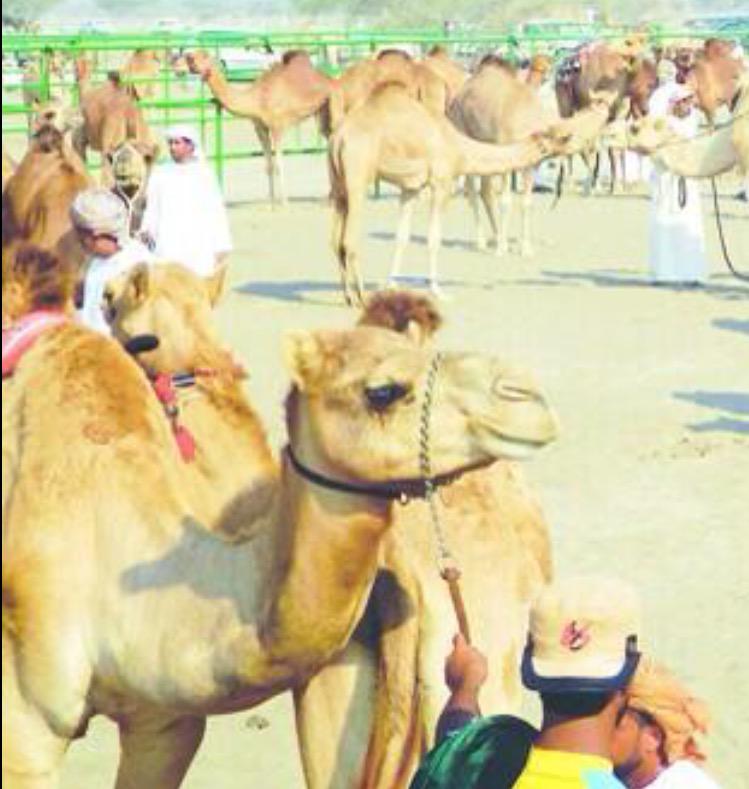 f5amh_606's tweet photo. ياراكب مني #بنات_العماني
#مضريات لسرى والمساجين
طفح الظلوع اردوفهن كالقطاني
هجر السهال ليا انتحن للمواريد

#كليب_صالح http://t.co/Am0nxkeTcq