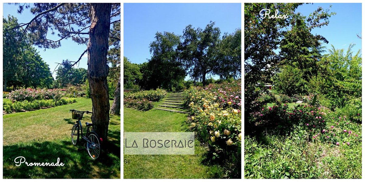MicmatiK's tweet photo. A découvrir | Une promenade urbaine dans une roseraie @Rouen @Normandie #weekend #jardin #rose http://t.co/d0tPJLu7VL http://t.co/u94QoZbFZ3