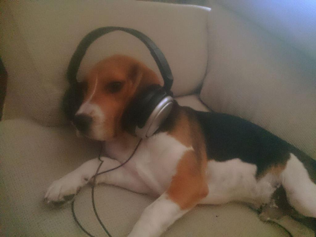 Mredondoak's tweet photo. Aquí escuchando música para relajarme y dormirme la siesta me llamo #duffo o #dubiiidubiii #zapeando394 @zapeandola6 http://t.co/TD5V2eFUrm