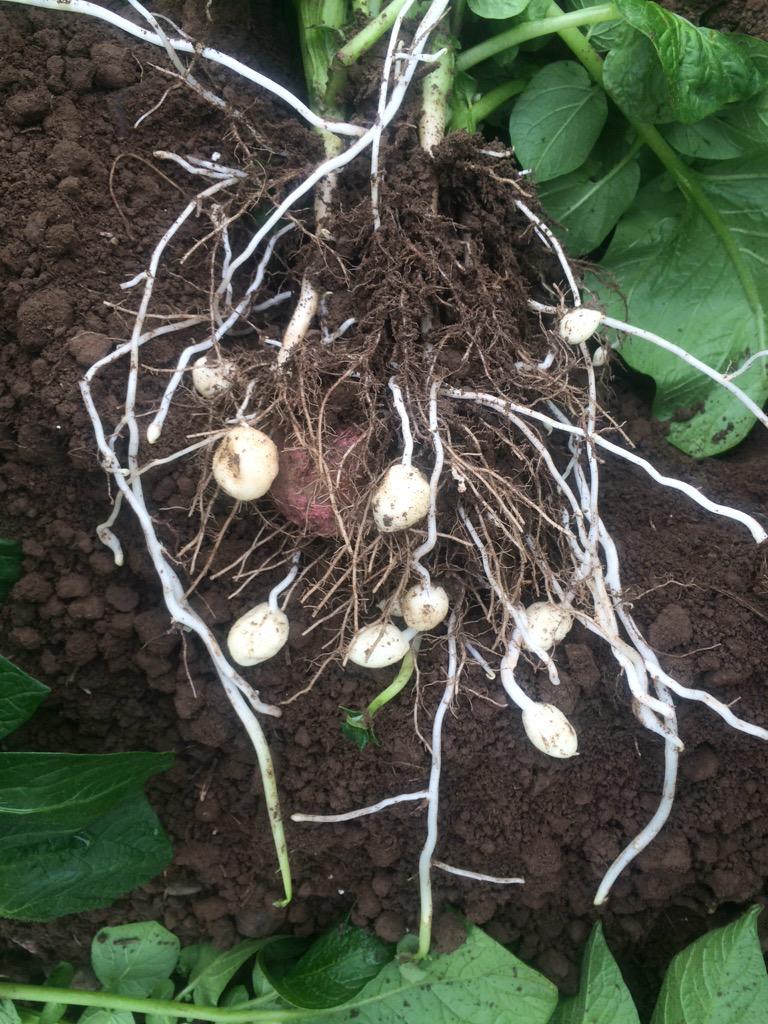 Osprey starting bulk! Show me the £££££££ <a href="/grewfarmpete/">Pete Grewar</a> <a href="/Albert_Bartlett/">Albert Bartlett</a>